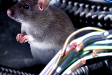 Bình xịt đuổi chuột ô tô - Phương pháp đuổi chuột hiệu quả hàng đầu hiện nay